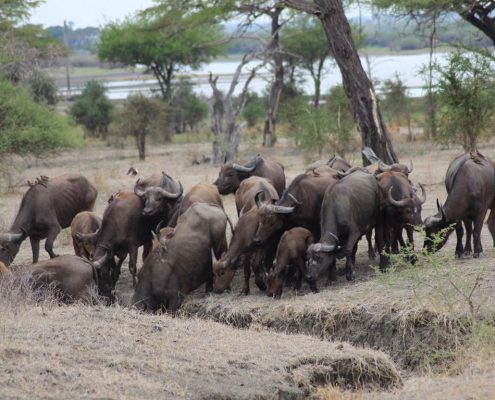 Una manada de búfalos africanos en el Parque Nacional de Arusha