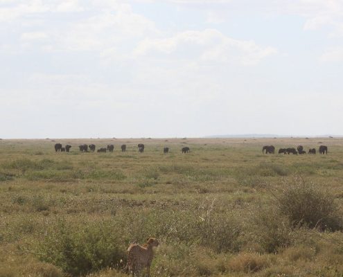 Un guepardo escanea las llanuras del Serengeti en busca de posibles presas