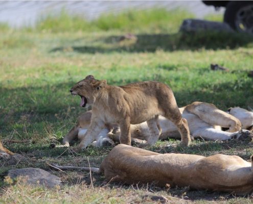 Una familia de leones descansa en el cráter del Ngorongoro