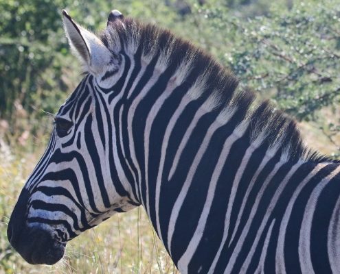Puedes hacer un safari a pie por el Parque Nacional de Arusha y ver animales como esta cebra.