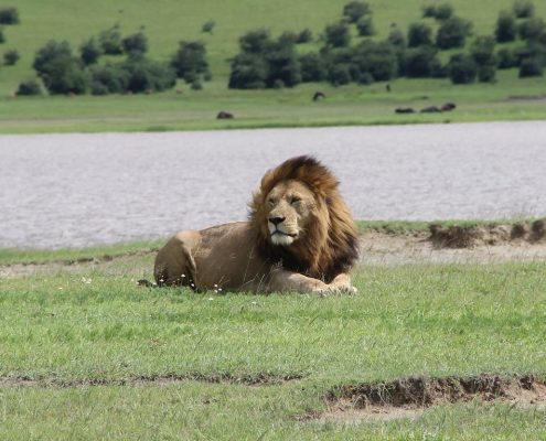Un impresionante león macho en el Área de Conservación del Ngorongoro