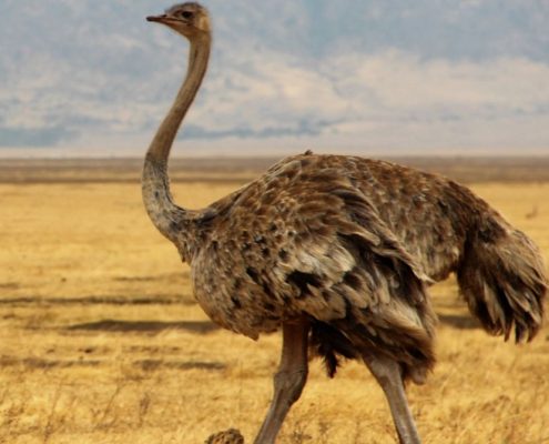Un avestruz dando zancadas en la caldera del Ngorongoro
