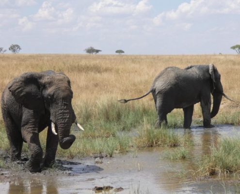 Verá muchos elefantes durante su safari de 3 días en Tanzania
