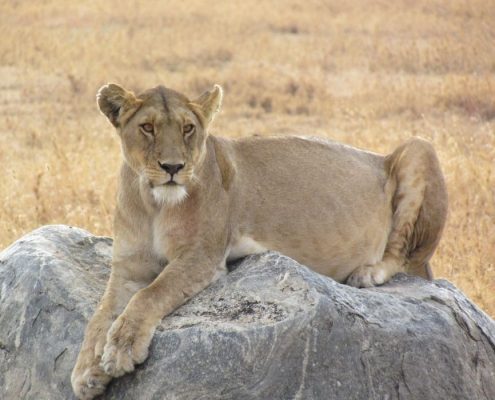 Una leona embarazada sentada en una roca en el Serengeti