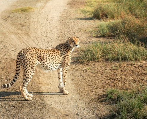 Un guepardo en el Parque Nacional de Tarangire