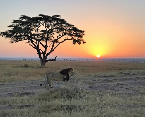 Durante su safari de 4 días por Tanzania tendrá la oportunidad de ver al rey indiscutible de la sabana, por ejemplo, este león en las interminables llanuras del Serengeti durante un safari matinal con un bonito amanecer.
