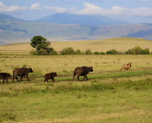 Una familia de búfalos con un león desinteresado en la zona del cráter del Ngorongoro