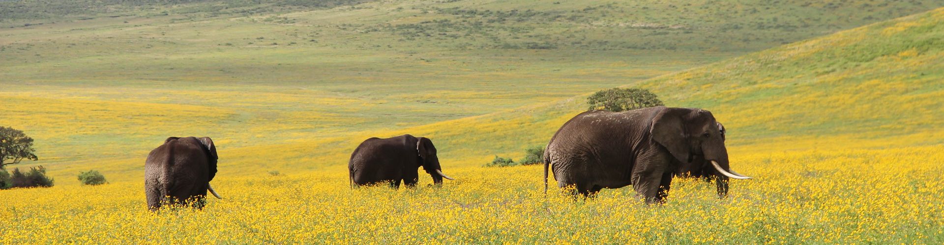 Nuestro safari de 4 días por Tanzania te lleva a los elefantes del Área de Conservación del Ngorongoro