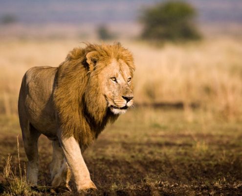 El jefe del reino animal en el Parque Nacional del Serengeti, un león macho en la flor de la vida
