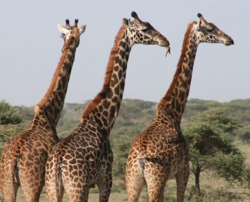 Verá muchas jirafas durante su safari económico de 5 días en Tanzania