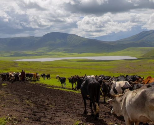 En la zona de conservación del Ngorongoro, los masai y su ganado conviven con los animales salvajes.
