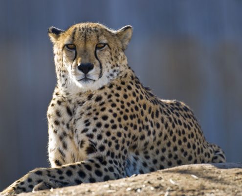 Un guepardo descansando sobre una roca en el legendario Serengeti