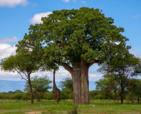 Una jirafa estira el cuello para alcanzar el follaje de un baobab gigante en el Parque Nacional de Tarangire