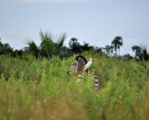 Un pájaro sentado sobre el lomo de una cebra en el Parque Nacional del Lago Manyara