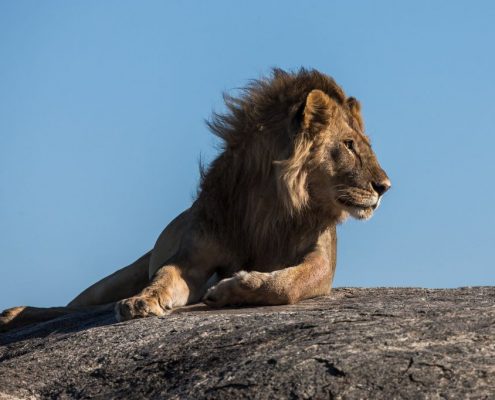 Este Camping Safari Tanzania le da la oportunidad de admirar el rey de los grandes felinos, un león macho en el Ikoma Wildlife Management Area