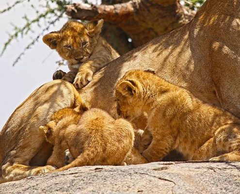 Cachorros de león en un Kopjes del Serengeti