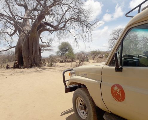 Un camión de safari Shemeji y un antiguo baobab en la frontera con el Parque Nacional de Tarangire
