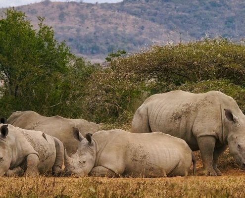 Durante su safari por Tanzania y sus vacaciones en la playa de Zanzíbar, tendrá la oportunidad de avistar rinocerontes africanos.
