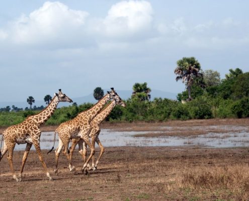 Tres jirafas en movimiento en Tanzania