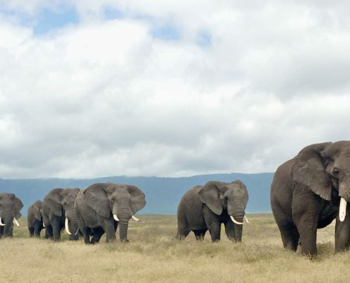 Una procesión de varios elefantes adultos dentro de la caldera del Área de Conservación del Ngorongoro