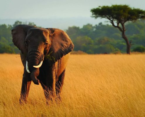 Un elefante con colmillos torcidos en Tanzania