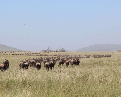 Un gran grupo de gnus, parte de la Gran Migración en el ecosistema Serengeti