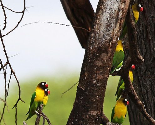 Durante su paquete de vacaciones de safari por Tanzania y Zanzíbar podrá observar algunas de las más de 1.000 especies de aves de Tanzania.
