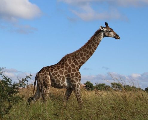 Una jirafa pasa por el Parque Nacional del Serengeti