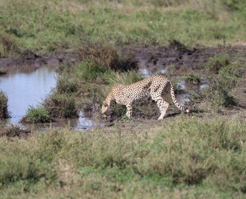 Un guepardo bebiendo agua de un pequeño estanque en el Serengeti