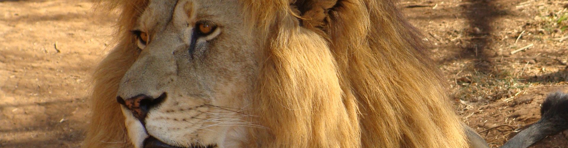 Un león macho mayor con cicatrices y una melena impresionante