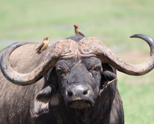 Un búfalo africano con impresionantes cuernos en el Parque Nacional de Tarangire