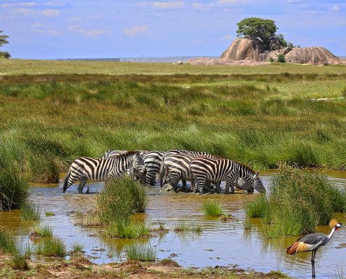 Cebras bebiendo en un pequeño estanque del parque nacional del Serengeti con los Kopjes al fondo