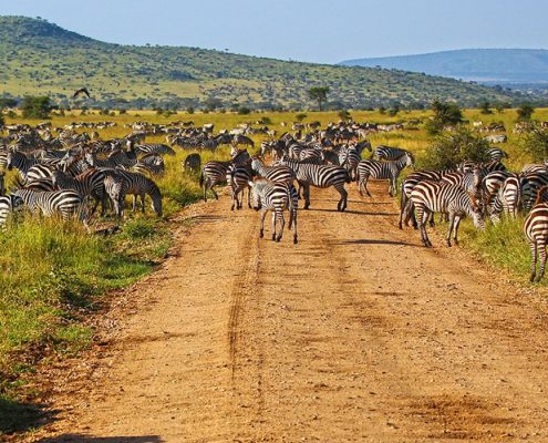 Con este Safari en Camping de 7 Días en Tanzania tienes muy buenas probabilidades de ver la Gran Migración anual en el Sistema Ecológico del Serengeti.