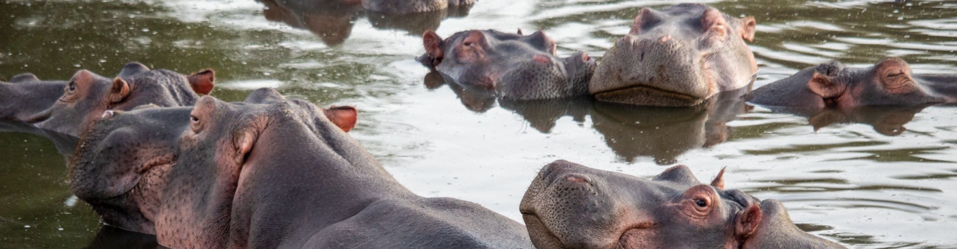 Piscina de hipopótamos en el Parque Safari del Lago Manyara