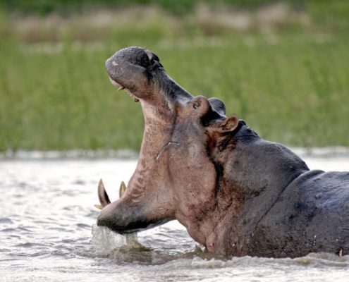 Watch out for the dangerous HippoWaCuidado con los peligrosos hipopótamos durante el safari en Tanzaniatch out for the dangerous Hippos while on Safari during your Tanzania Holidayss while during your Tanzania Holidays Safari