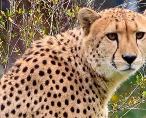 Un retrato del mamífero terrestre más rápido del planeta, el guepardo