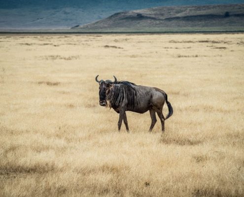 Un gnu solitario en el cráter del Ngorongoro