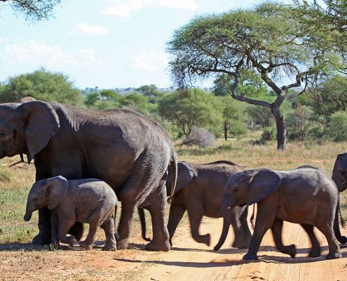 Los elefantes siempre tienen derecho de paso durante sus vacaciones de 7 días de safari en Tanzania