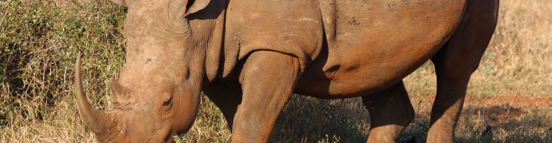 Retrato en primer plano de un rinoceronte, una de las especies más amenazadas del mundo.