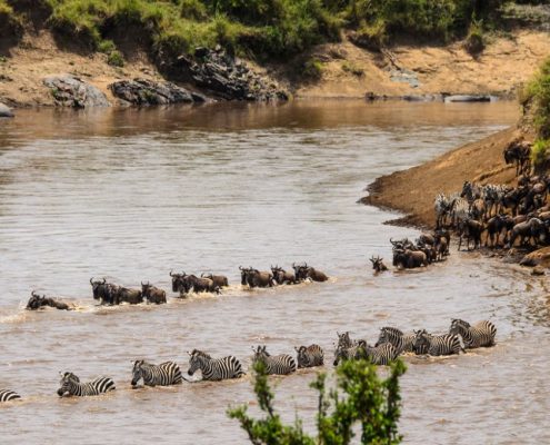 Ñus y cebras (parte de la gran migración anual en Tanzania) cruzando el río Mara en el Parque Nacional del Serengeti.