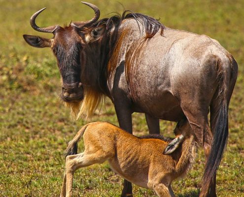 Una madre ñu amamanta a su cría en el Parque Nacional del Serengeti