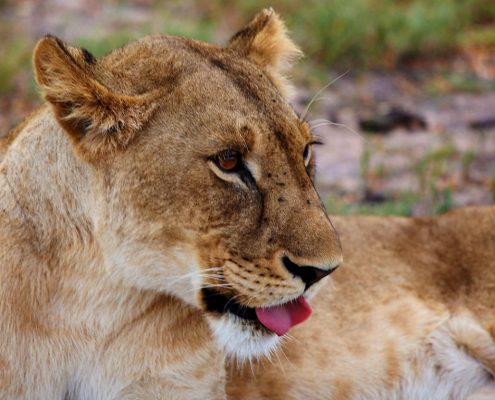 Una leona descansando en el Parque Nacional de Manyara