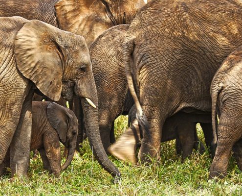 Los elefantes abundan en el Parque Nacional de Tarangire