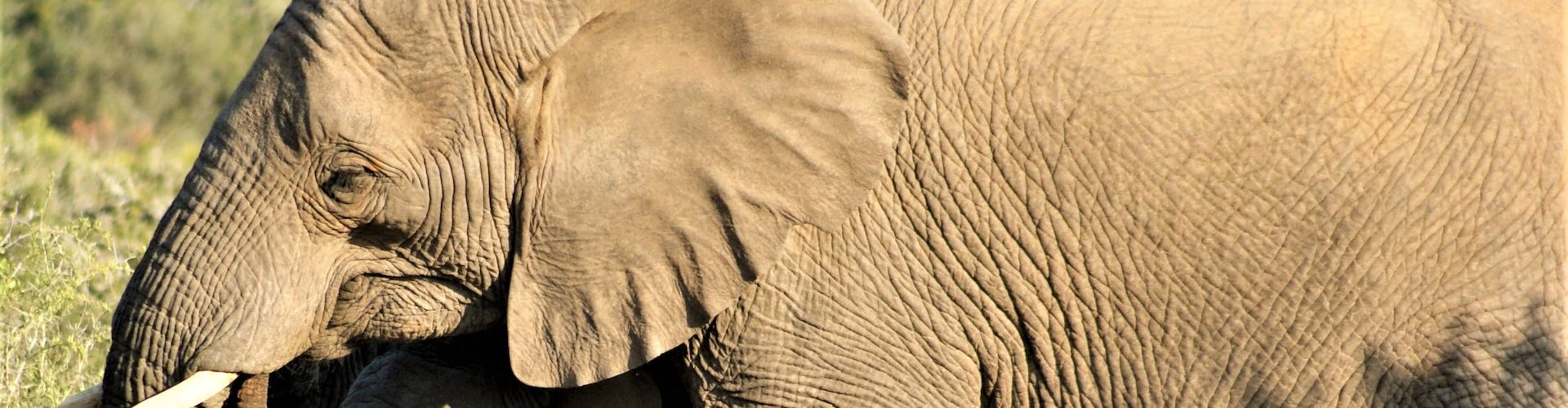 Primer plano de un paquidermo africano (elefante)