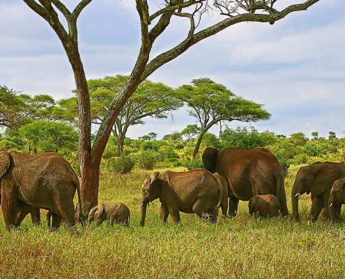 Una familia de elefantes en movimiento en el Área de Gestión de la Fauna de Ikoma