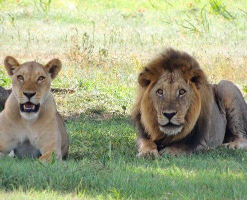 Una pareja de leones en el Serengeti durante la estación de lluvias