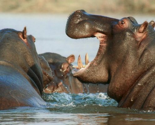 Pregunte a su guía para visitar uno de los Hippo Pools en el Lago Manyara Parque Nacional durante su 8 días Lodge Safari Tanzania