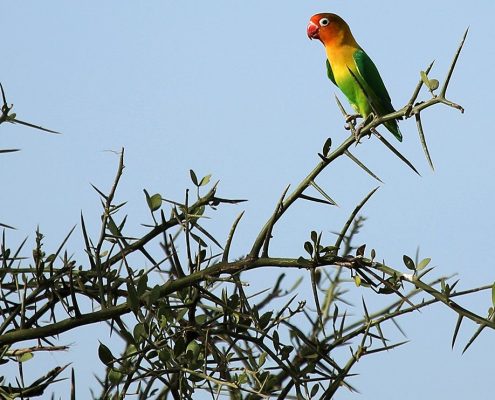 Un pequeño pájaro de colores posado en un espino del Parque Nacional de Arusha