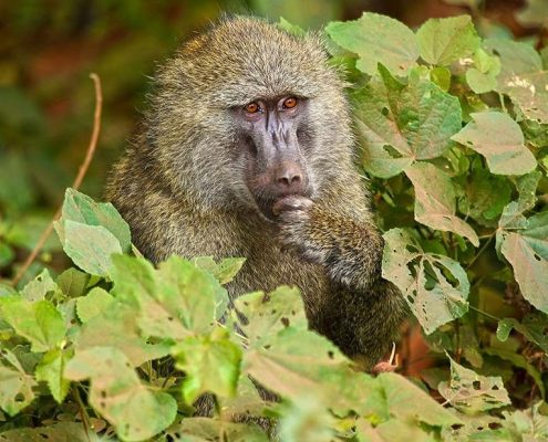 Un babuino reflexiona sobre el sentido de la vida en el parque de Arusha
