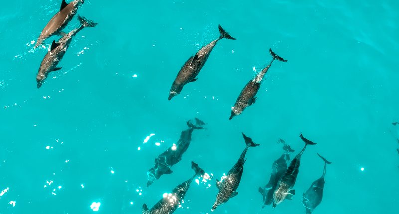 Varios delfines nadando juntos en el océano Índico cerca del archipiélago de Zanzíbar